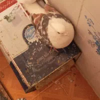 کفتر|پرنده|بروجرد, |دیوار