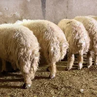 بره|حیوانات مزرعه|چوار, |دیوار