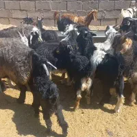 بره ماده بزغاله چاق برای کشت