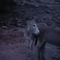 الاغ جوان نر سلامت سلامت