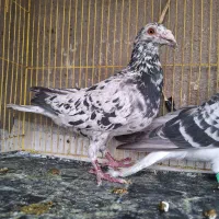 کبوتر شهرستانی