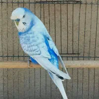 مرغ عشق های کمیاب