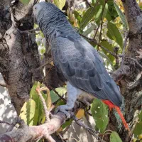 کاسکوی رام و اهلی|پرنده|گلپایگان, |دیوار