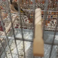 سهره ماده|پرنده|ساوه, |دیوار