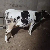 تلیسه شکم اول چاق درجه یک بی شکم|حیوانات مزرعه|تاکستان, |دیوار