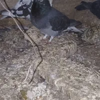 کبوتر کله برنجی تخت دم|پرنده|فارسان, |دیوار