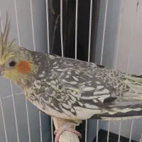 طوطی عروس ماده