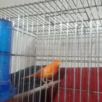 قناری رد فاکتور اورجینال