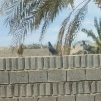 این کبوتر پلاکی سیاه نر 600