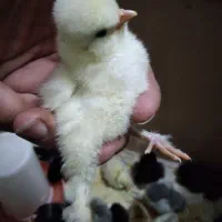 سلطان .زینتی.تخم .نطفه دار.مرغ|حیوانات مزرعه|قم, نوبهار|دیوار