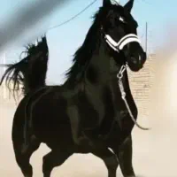 سیلمی کرددرجه 1 تایید جهاد