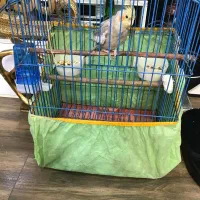 عروس هلندی با قفس یک میلیون