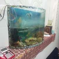 آکواریوم شیشه خم|ماهی|خرمآباد, |دیوار