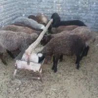 بره