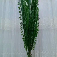 گل کاکتوس،تمیزوخوشکل