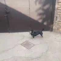 پاکوتا