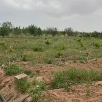 ۱۰۰۰مترزمین باغی سندتک برگدر بهتریناوکیشن مامونیه
