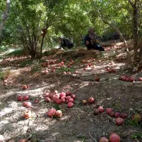 انار هفتادر|خوردنی و آشامیدنی|عقدا, |دیوار