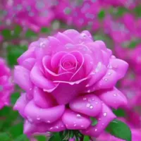 دفتره.خدماتی.یاس..