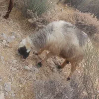 میش شیشک|حیوانات مزرعه|ارژن, |دیوار