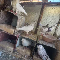 کفتر