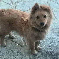 اشپیتز روباهی