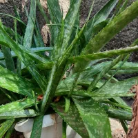 گل آلوعه ورا