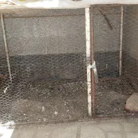 قفس پرنده