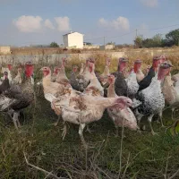 بوقلمون زنده