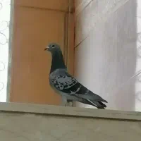 کبوتر. مسافتی. نر. پلاکی