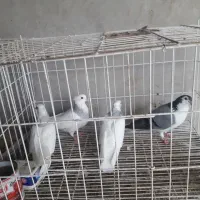 کبوتر طوقی ابی|پرنده|بندر کنگان, |دیوار