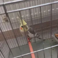 عروس هلندی|پرنده|رشت, سلیمانداراب|دیوار