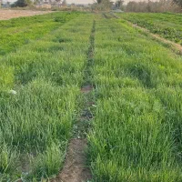 نهال پیاز دستگیری مینروای سفید برفی|گل و گیاه طبیعی|جیرفت, |دیوار