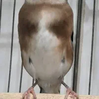 سهره|پرنده|تهران, شهید رجایی|دیوار