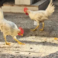 سه عدد خروس|حیوانات مزرعه|اهواز, کیانشهر|دیوار