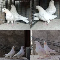 تعدادی کفتر مایع درجه یک