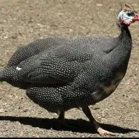 مرغ شاخدار تخم گذار