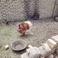 تخم نطفه دار بوقلمون