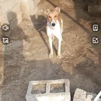 سگ ..
