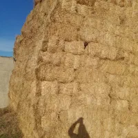 یونجه|عمدهفروشی|اردبیل, |دیوار