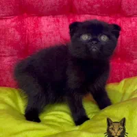 خوشگلای دست آموز|گربه|سمنان, |دیوار