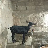 کیسه مورسیاه اصل