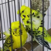 مرغ عشق پروانه ای قیمت مناسب