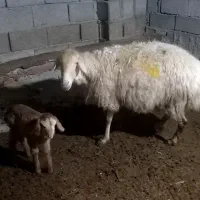 بره نر عالی|حیوانات مزرعه|مشگین شهر, |دیوار