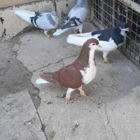 پرنده