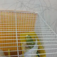 مرغ عشق مولد...