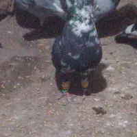 سوسکی بزک نر مست|پرنده|نیشابور, دهنو|دیوار