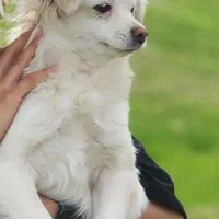 ۲ عدد سگ پاپی و توله های تازه به دنیا آمده بازیگوش