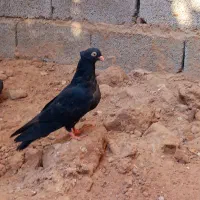 کبوتر