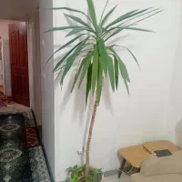 گل طبیعی